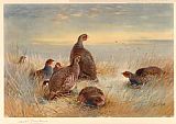 Archibald Thorburn Partridges in the Stubble painting